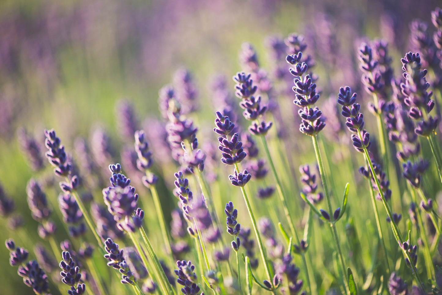 Lavendel 'Essence Purple' Boon GmbH