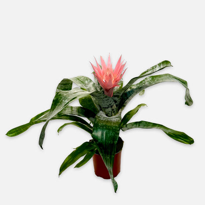 Aechmea Aechmea fasciata 'primera'