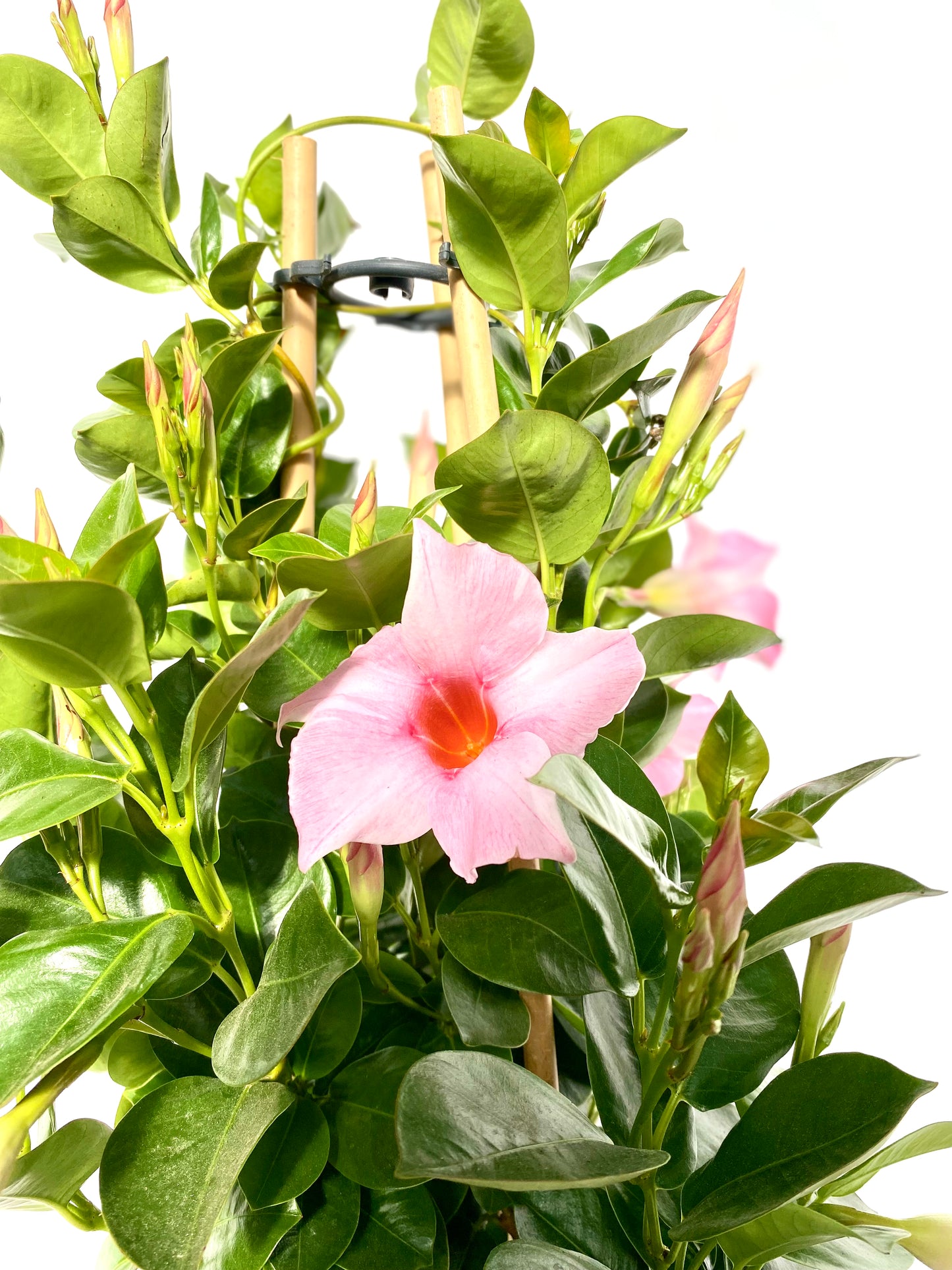 Dipladenia rosa 60cm Boon GmbH