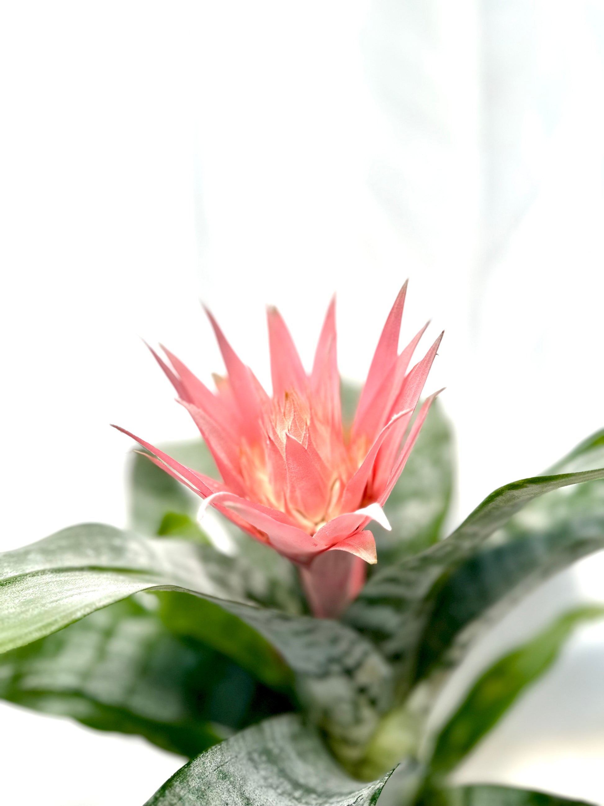 Aechmea Aechmea fasciata 'primera'