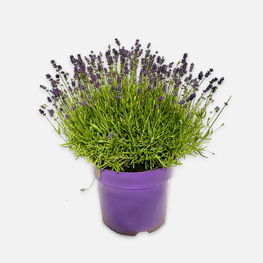 Lavendel 'Essence Purple' Boon GmbH