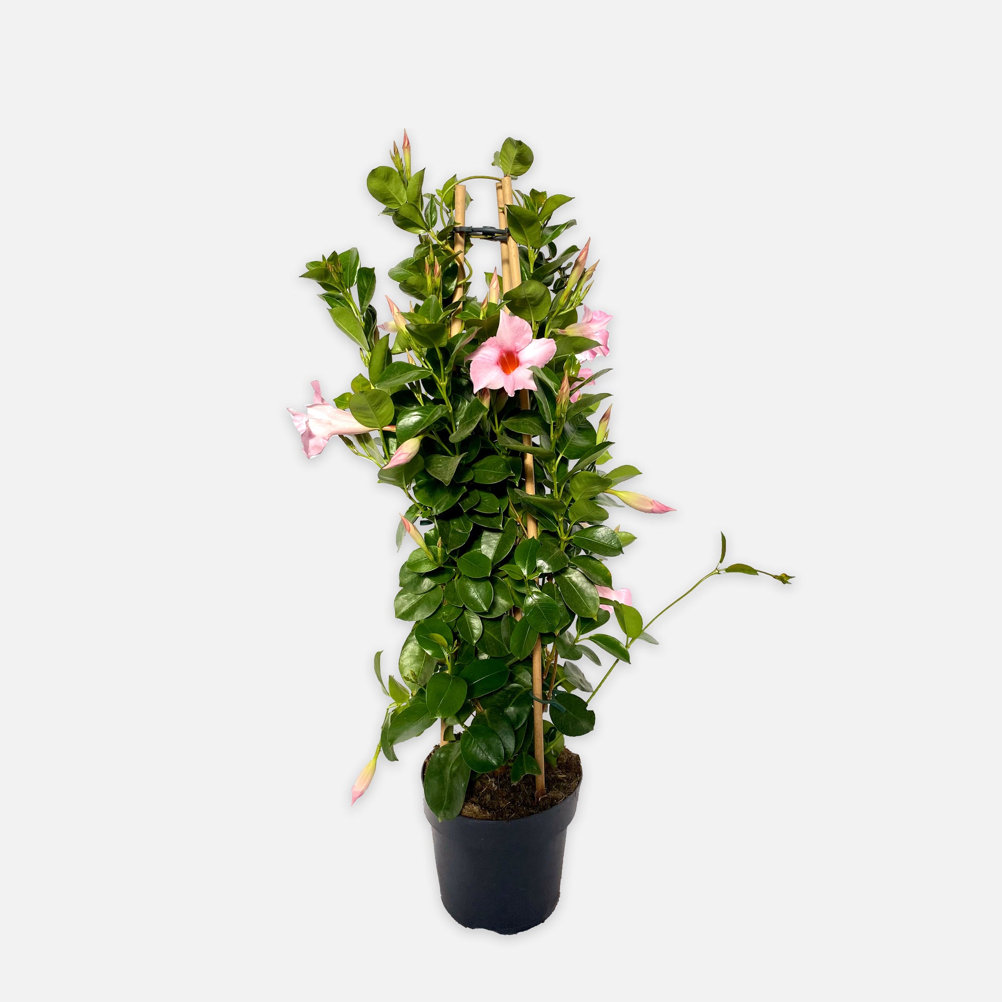 Dipladenia rosa 60cm Boon GmbH