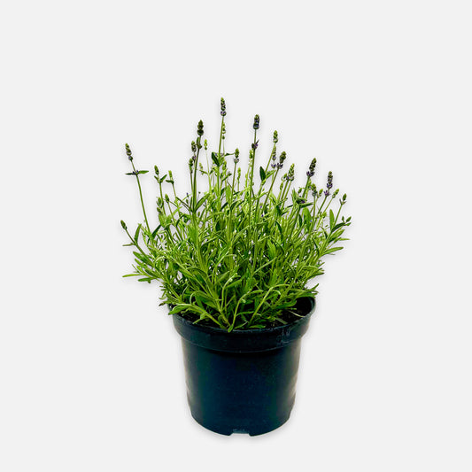 Lavendel 'hidcote blue' ∅19cm Boon GmbH