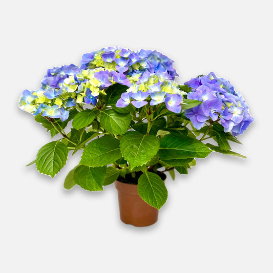 Hortensie blau Boon GmbH