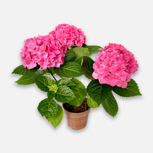 Hortensie pink Boon GmbH