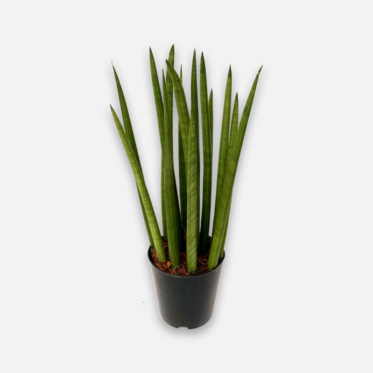 Sansevieria cylindrica Boon GmbH