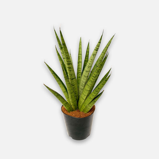 Sansevieria hybrid Boon GmbH