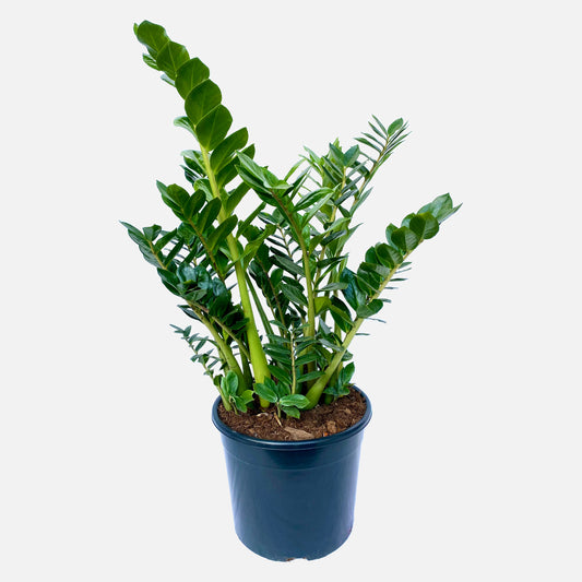 Zamioculcas Boon GmbH