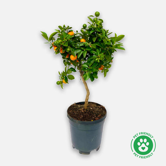 Calamondin-Orange Boon GmbH