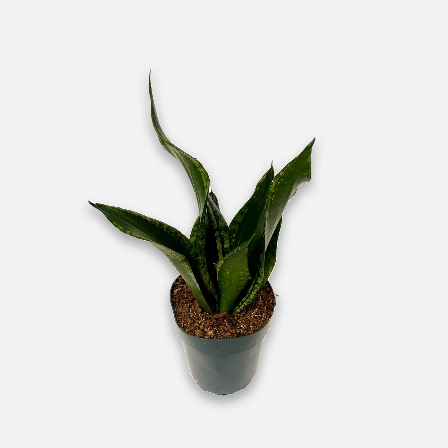 Sansevieria hybrid Boon GmbH